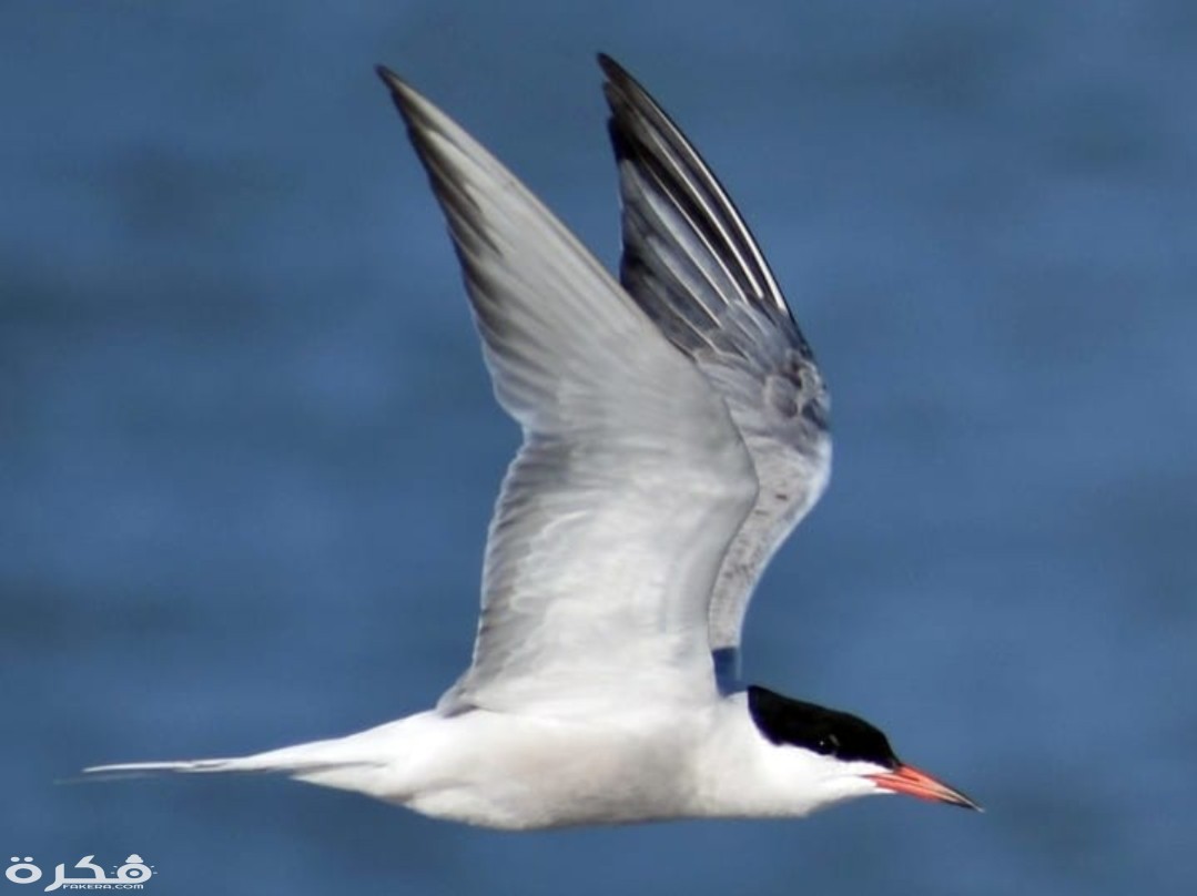 inbound3286604538634701286