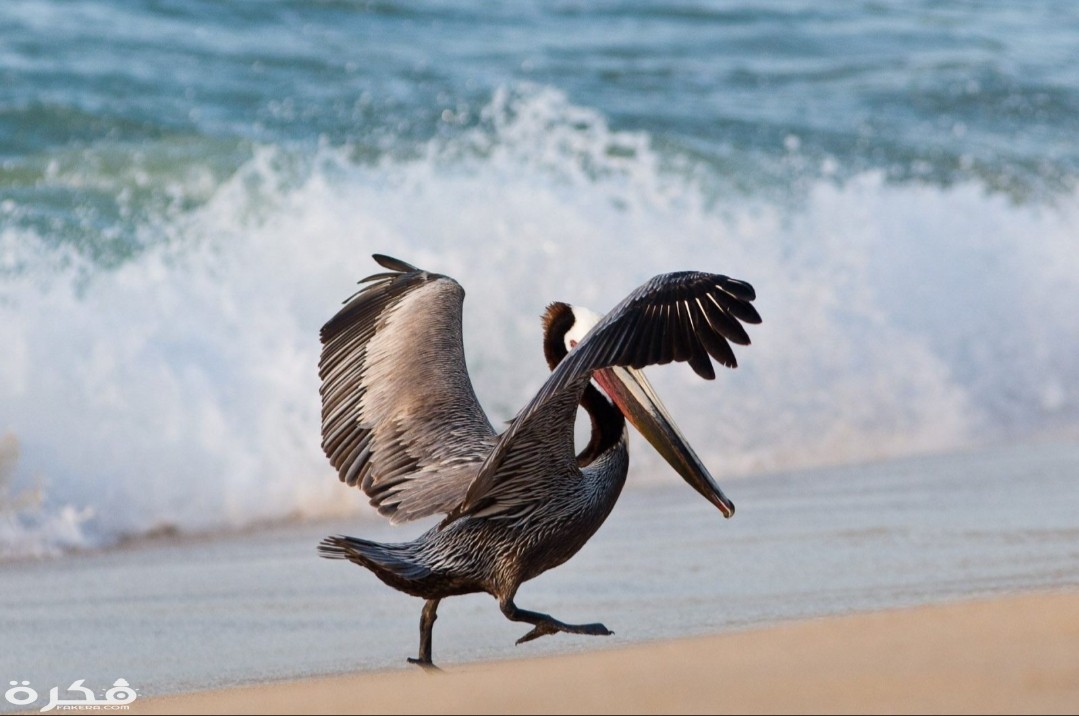 معلومات عن الطيور البحرية 3 inbound3552363074478542730