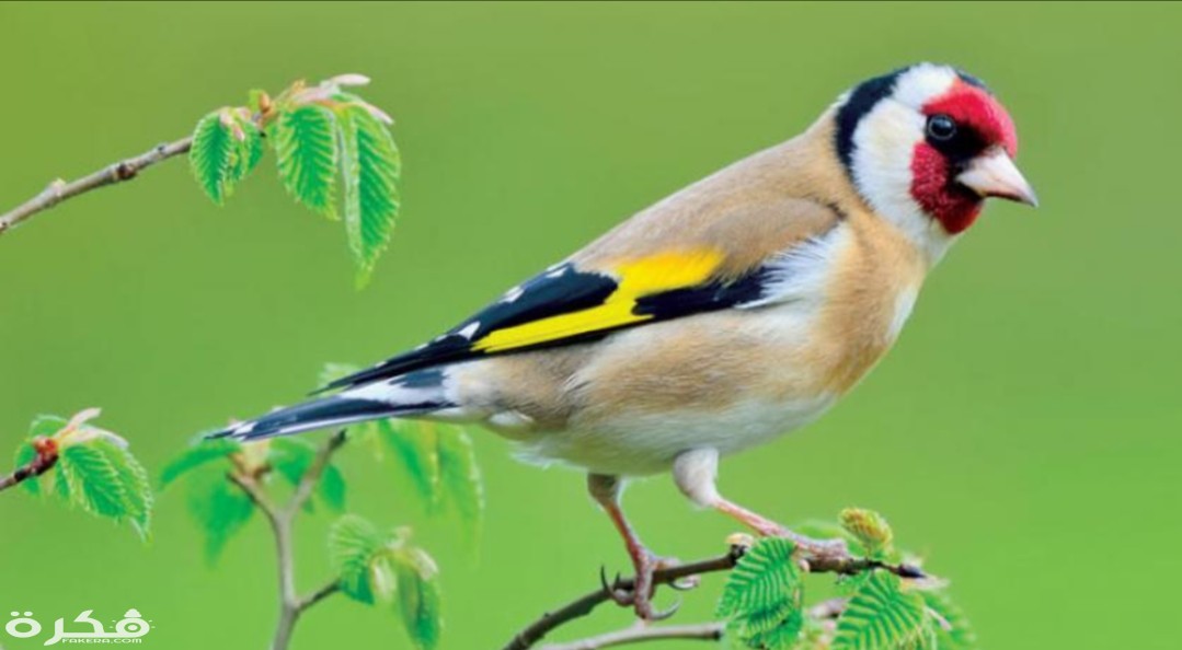 inbound5646373952333520058