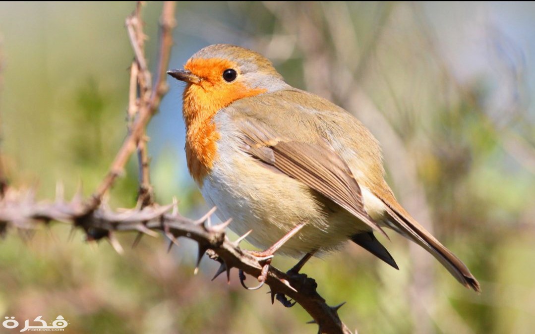 inbound5799902189171008768