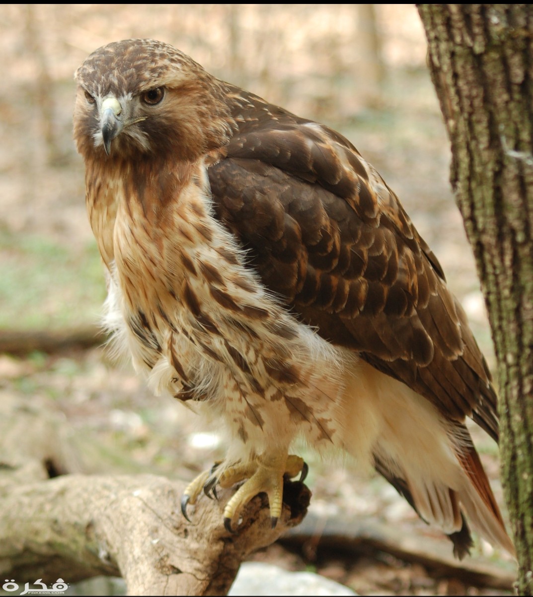 inbound5899639962653166176