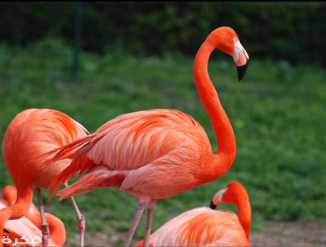 inbound5958688641213180585