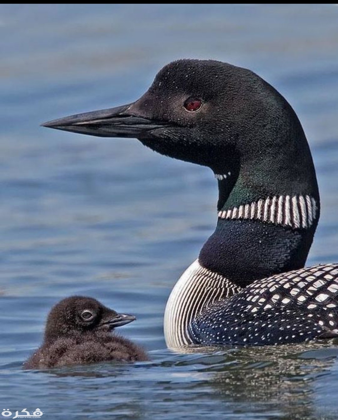 inbound6429986650087786308 1