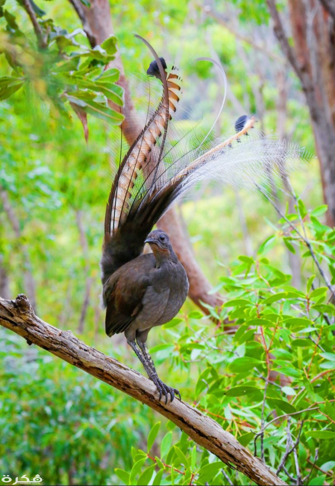 inbound7230973168785119393