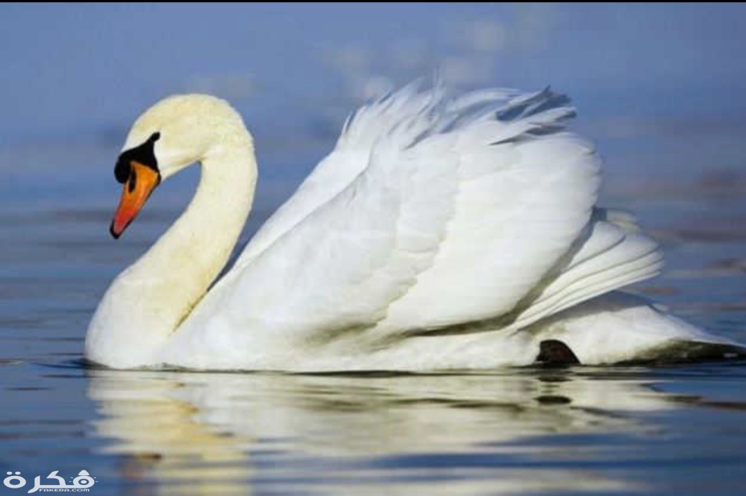 inbound7926684491909750333