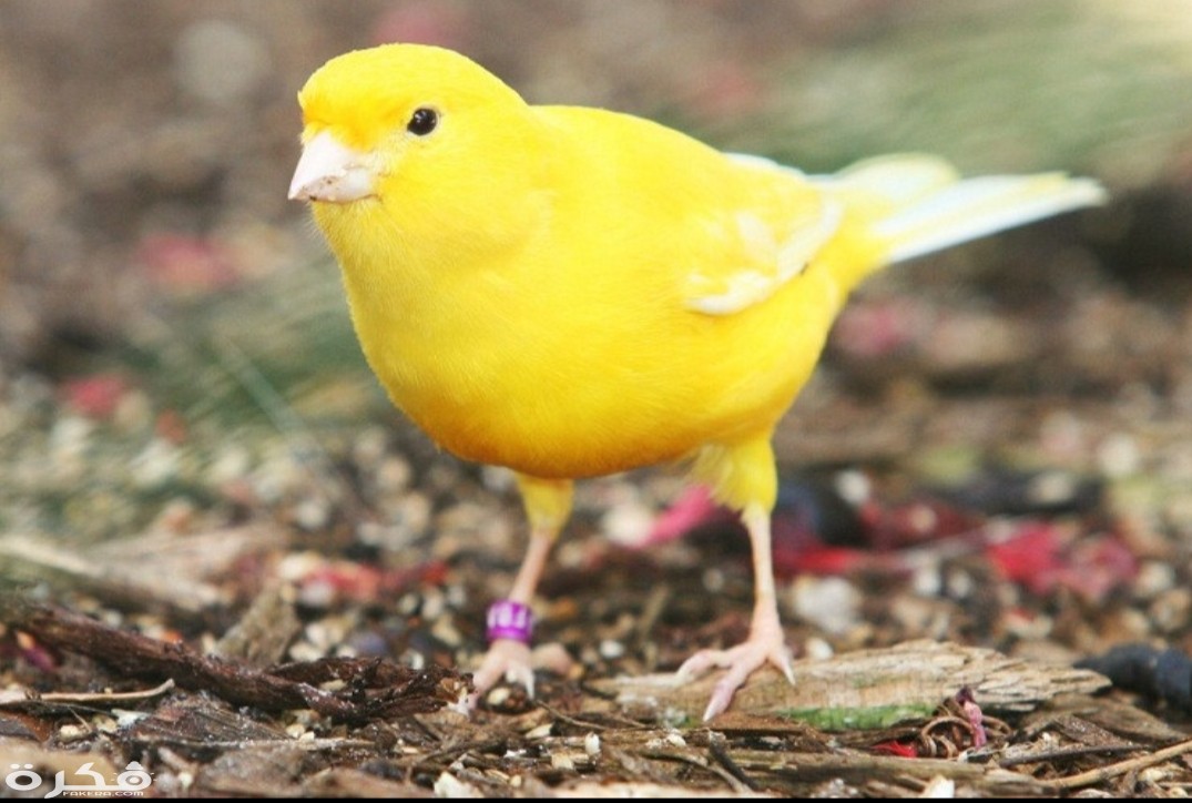 inbound8050323197367994947