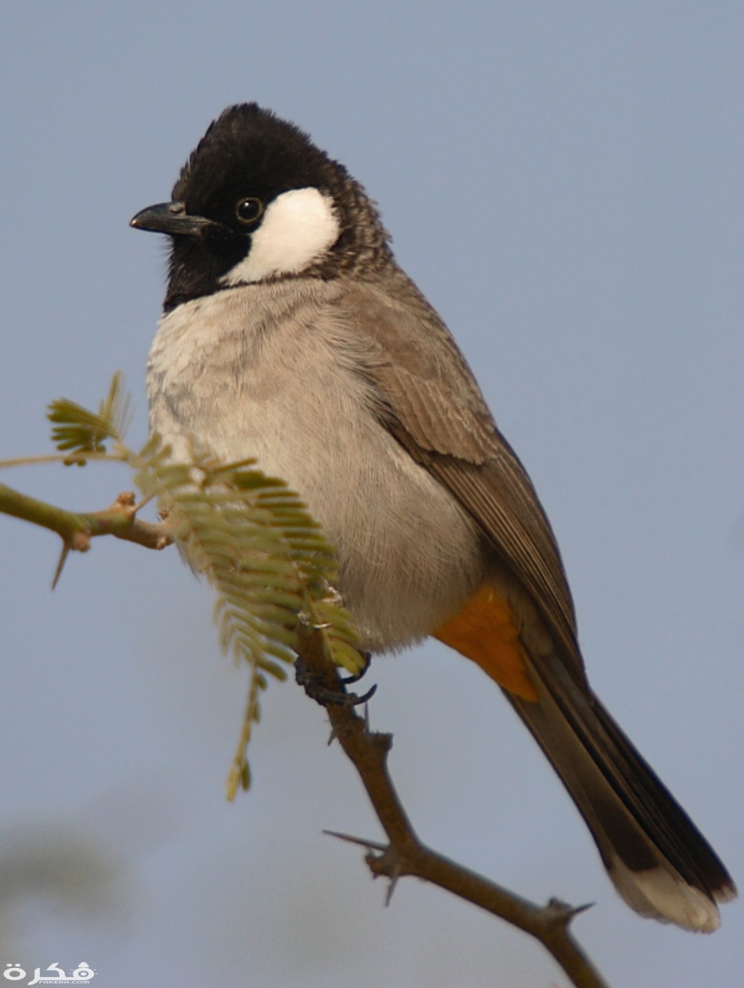 inbound8594402138791228114