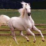معلومات مهمة عن الخيل او الحصان