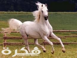 معلومات مهمة عن الخيل او الحصان 5 index 6