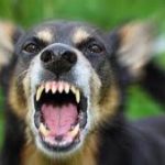 ما هي أشرس أنواع الكلاب في العالم