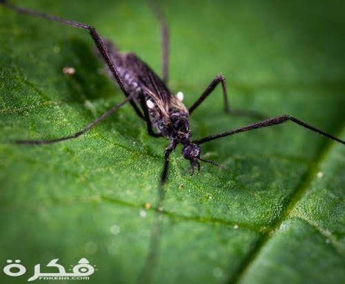 pexels photo 1101195