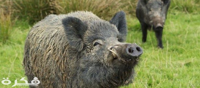 wild boars Fukushima 680x365 680x300 1