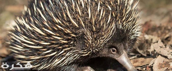 آكل النمل الشوكي 728x300 1