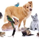 معلومات عامة عن الحيوانات الأليفة