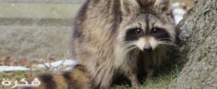 معلومات عن الدب الغسال 5 الدب الغسال 728x300 1