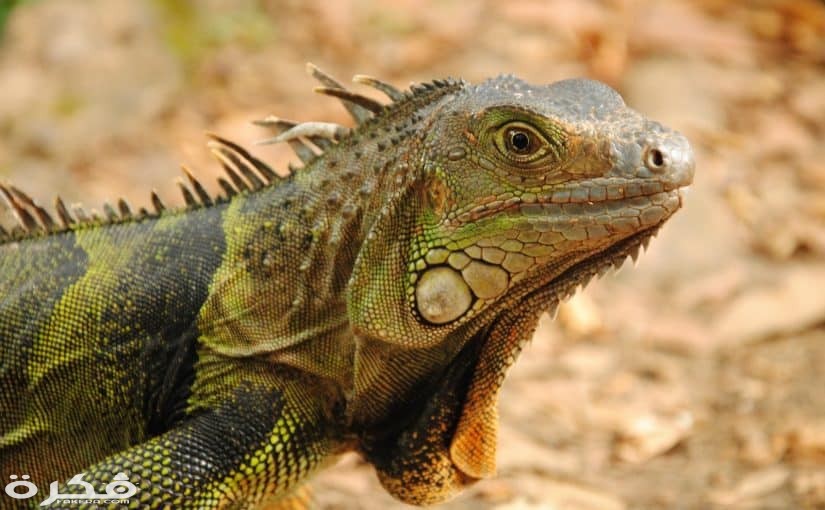 بحث عن الزواحف 825x510 1