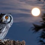 معلومات عن طائر البومة