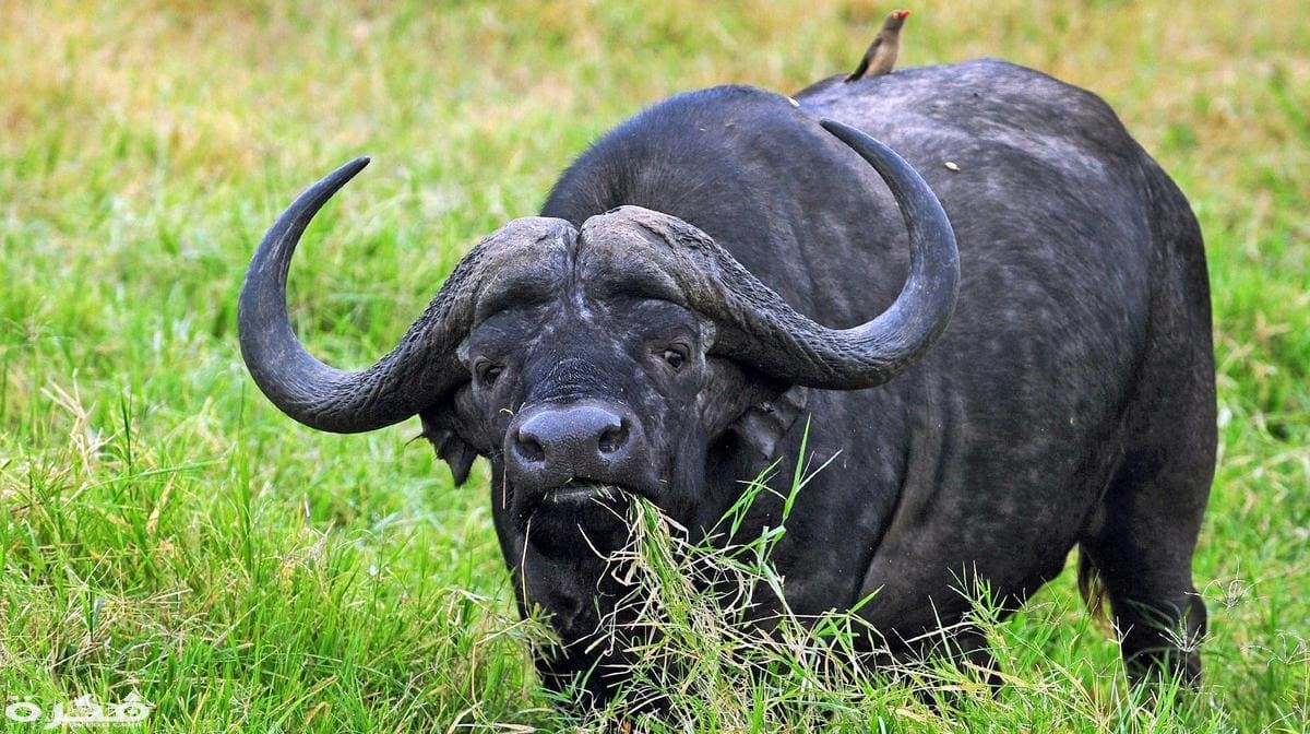 تفسير حلم رؤية الجاموس في المنام لابن سيرين 1