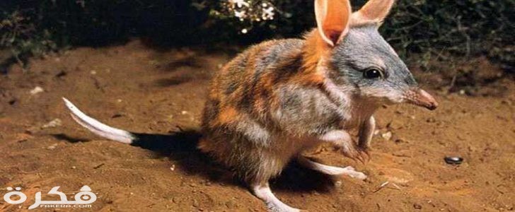 معلومات عن حيوان البندقوط 2 حيوان البندقوط 728x300 1