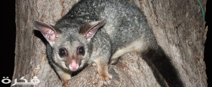 حيوان البوسوم 728x300 1