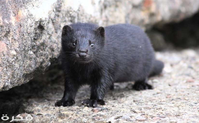 معلومات خطيرة عن حيوان المنك 4 حيوان المنك 825x510 1