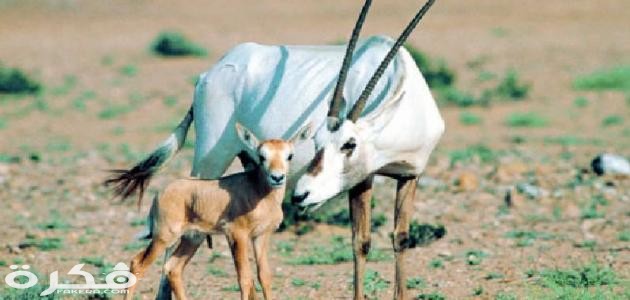 صفات المها العربي وموطنه