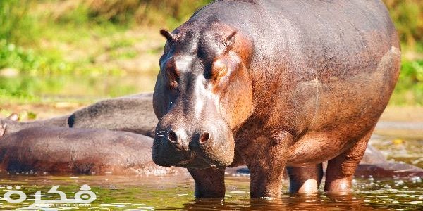 فرس النهر 600x300 1