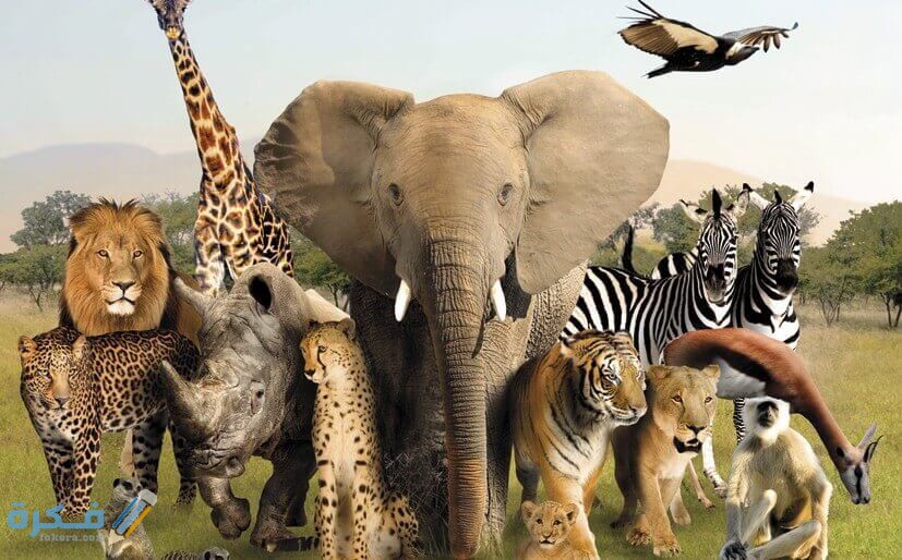 فقرة هل تعلم عن الحيوانات للإذاعة المدرسية