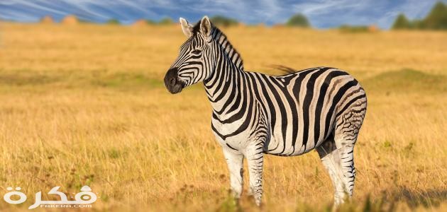 معلومات عن الحمار الوحشي