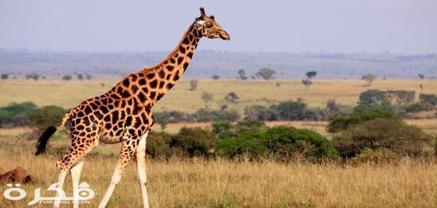 معلومات عن الزرافة
