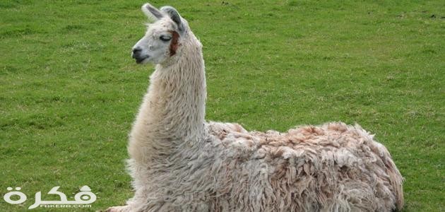 معلومات عن حيوان اللاما