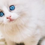 معلومات عن القطط