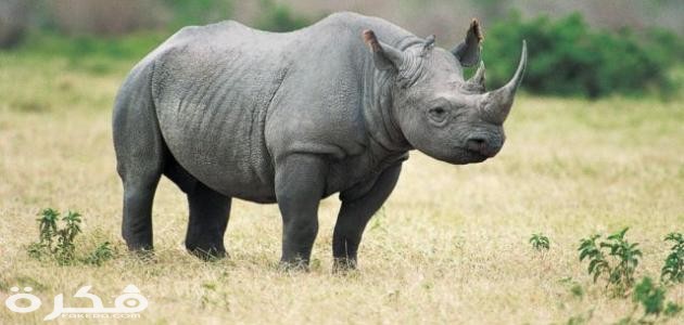 معلومات عن وحيد القرن