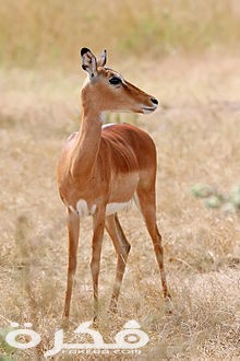 220px Female impala