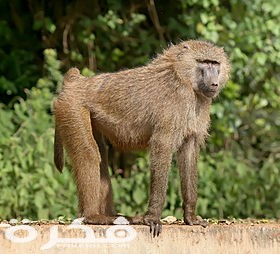 280px Olive baboon Ngorongoro