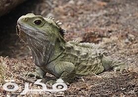 280px Tuatara