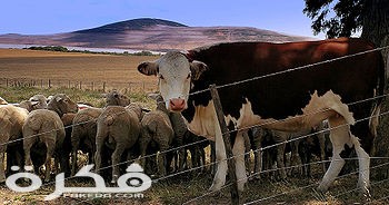 350px Sheep and cow in South Africa