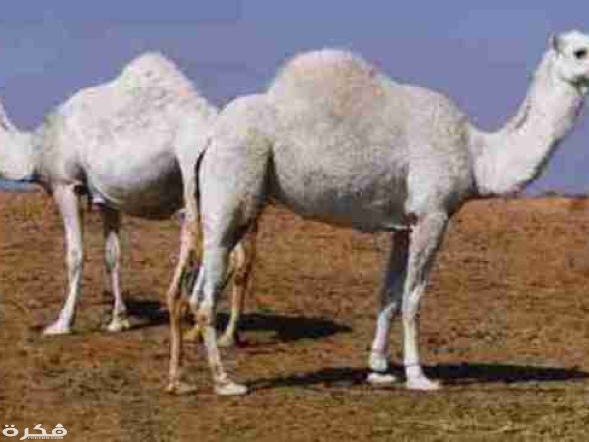 64976e4fbc 1200x900 1