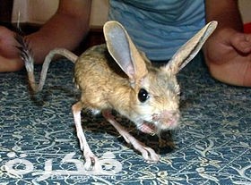 Four toes jerboa
