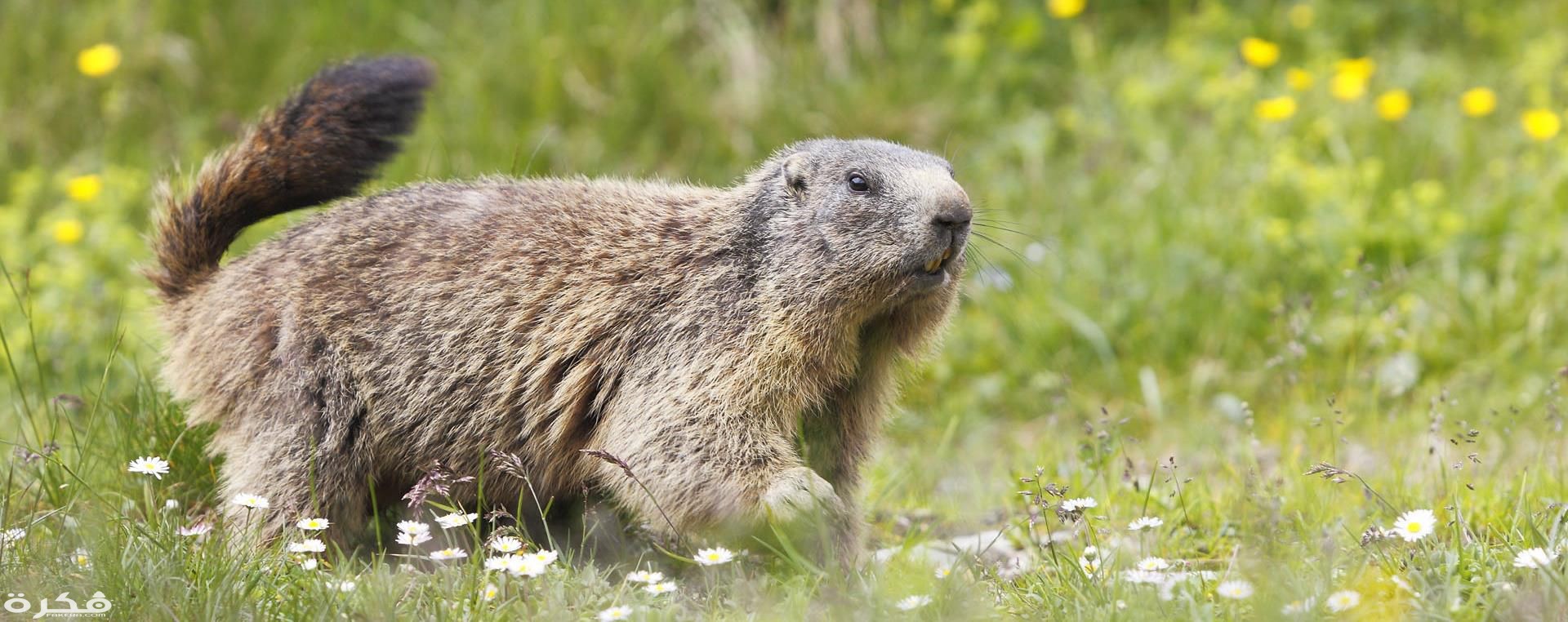 Groundhog also known as marmot or woodchuck is the largest member of the squirrel family