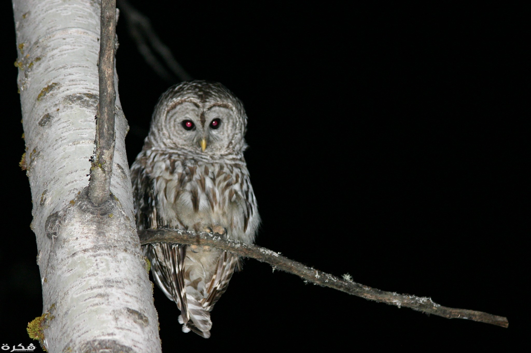 Owl at Night