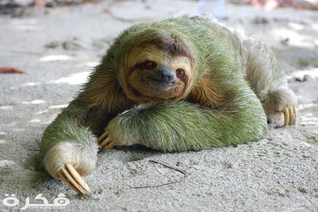 Three toed sloth in the Dallas World Aquarium