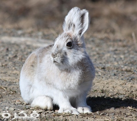 arctic hare 1667676 1280