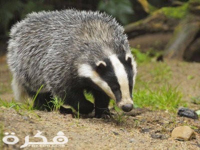 من هو حيوان الغرير 4 d