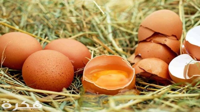 egg in dream 646x363 1