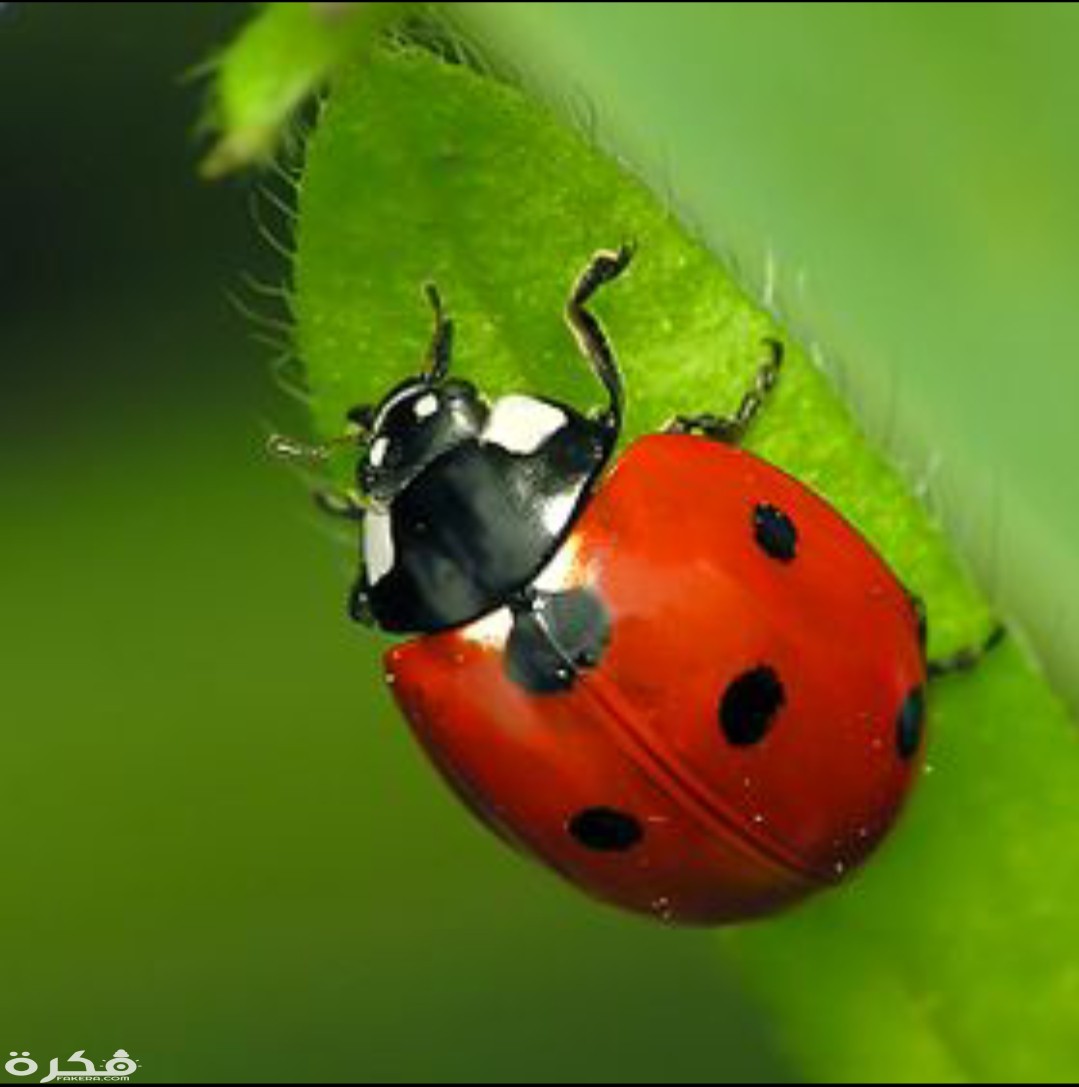 inbound172384001192616999