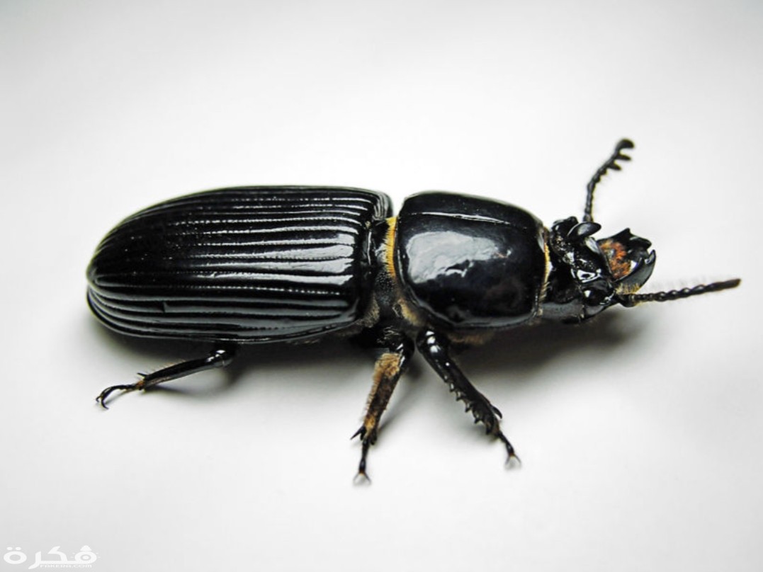 inbound2213331781565293366