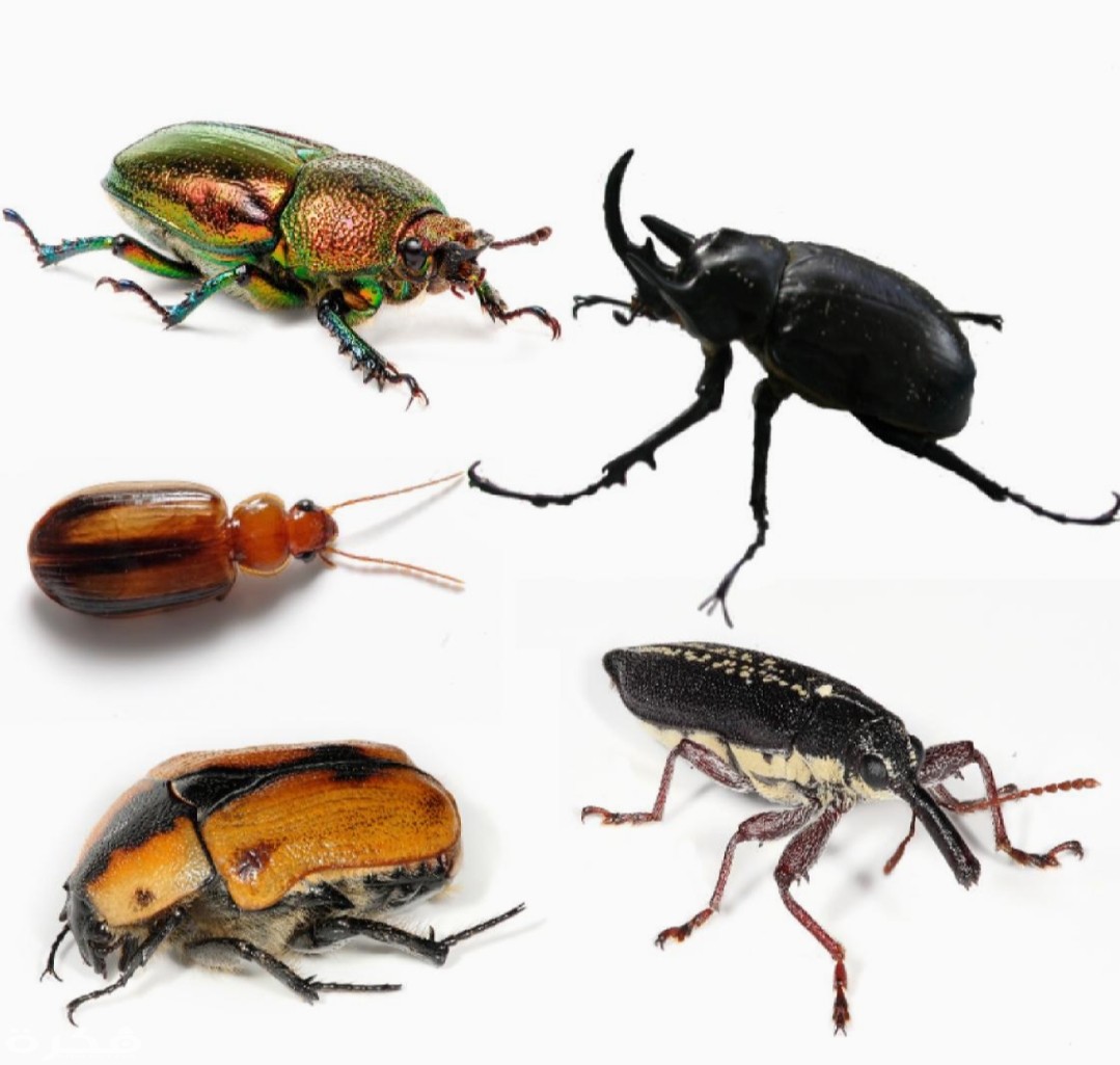 inbound2268845648681769283