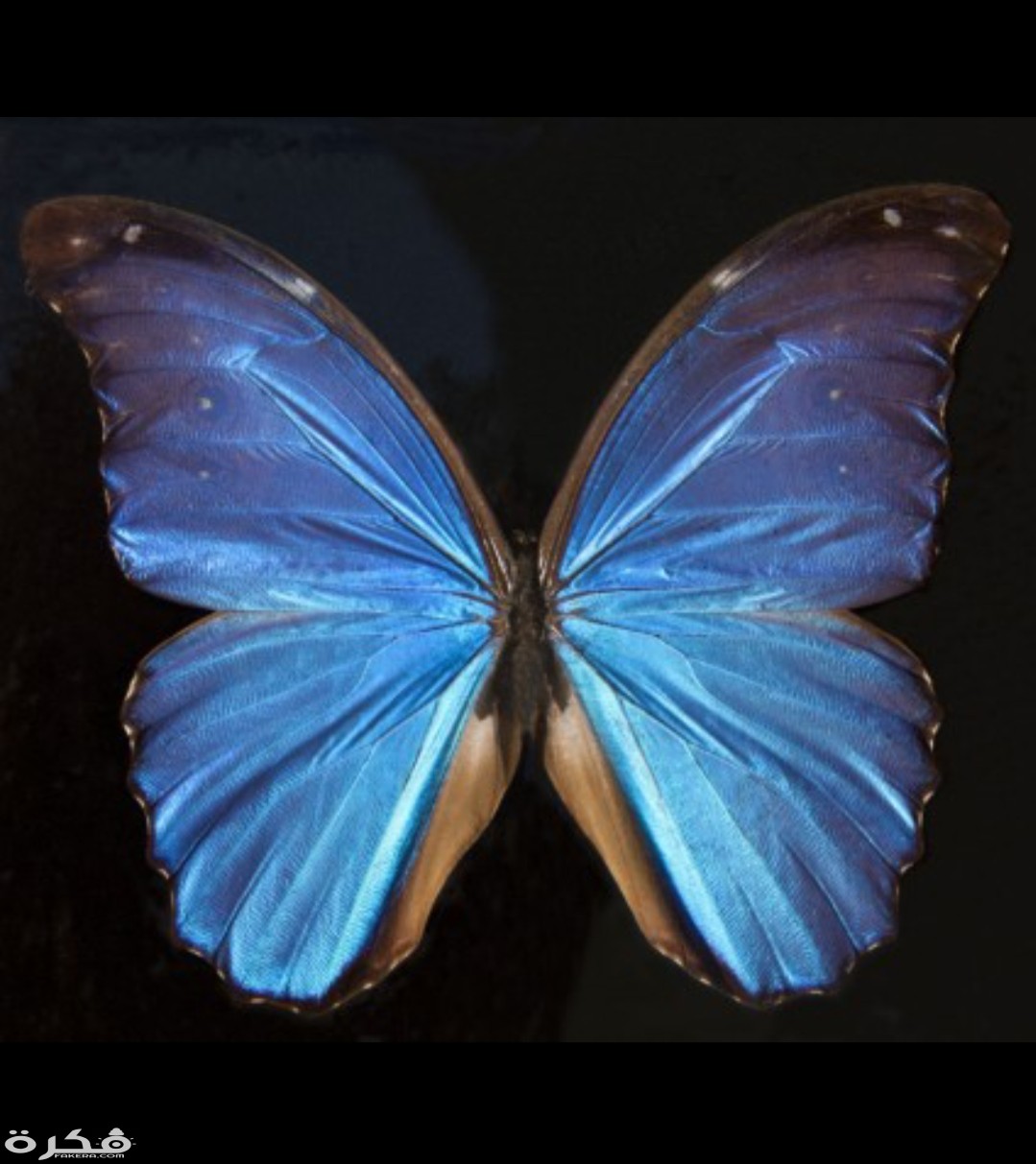 inbound2395487502189272906