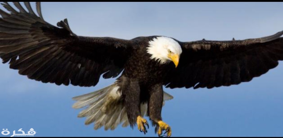 inbound2408735733092921169